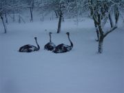winter3